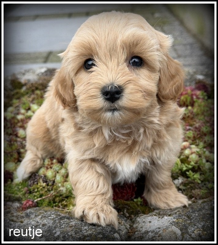 Maltipoo F1b pups reutjes, Dieren en Toebehoren, Nederland, Parvo, 8 tot 15 weken, Meerdere