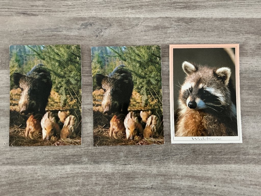 Ansichtkaarten dieren ongelopen, Ophalen of Verzenden, 1980 tot heden, Ongelopen, Wild dier