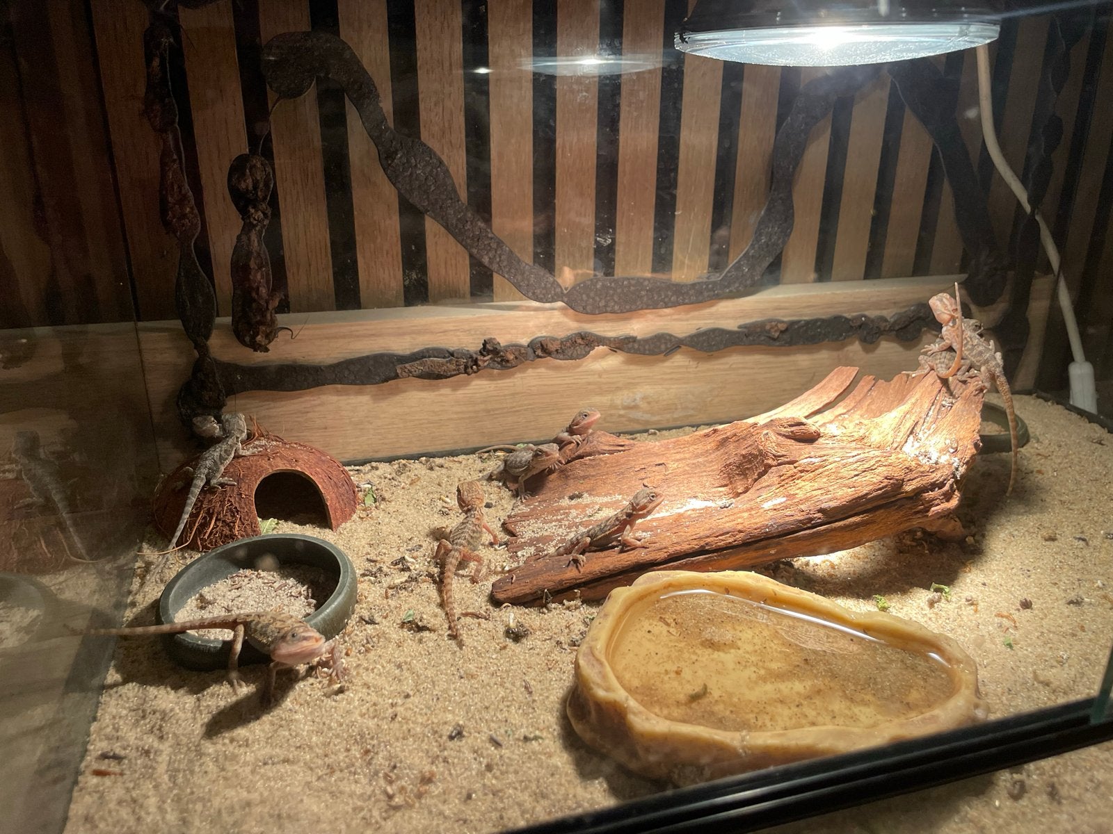 11 jonge baardagaam baardagaampjes Bearded Dragon photo 2