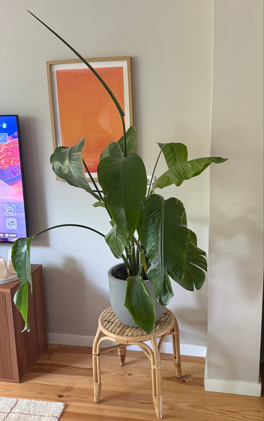 Strelitzia, Volle zon, Vaste plant, Bloeit niet, Ophalen