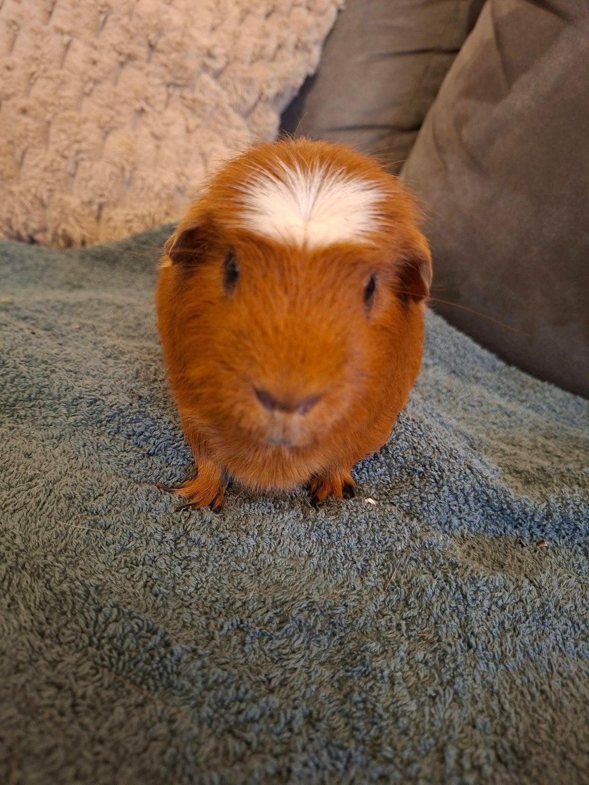 twee tamme cavia's, Dieren en Toebehoren, Cavia, Juni, Mannelijk, Tam