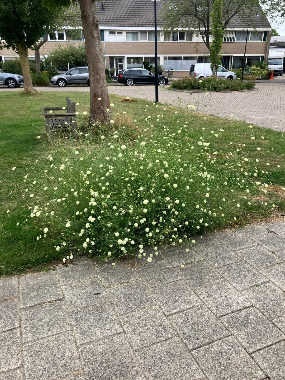Scabiosa (zacht geel), Tuin en Terras, Bloembollen en Zaden, Volle zon, Ophalen of Verzenden