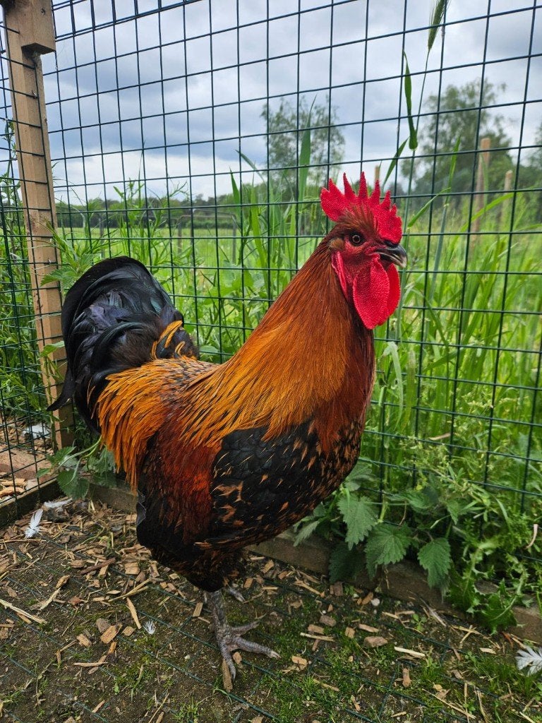 Diverse knappe haantjes zoeken een huisje!, Dieren en Toebehoren, Pluimvee, Mannelijk, Kip
