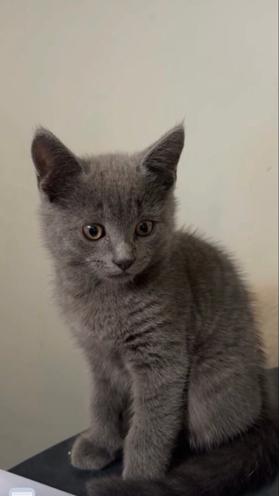 Blauwe rus x britse korthaar, Poes, 0 tot 2 jaar