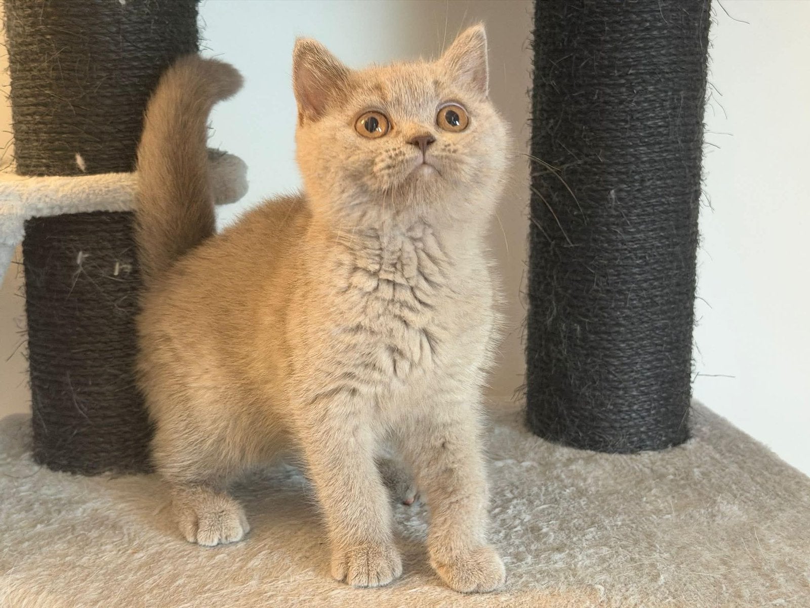 Brits Britse korthaar kitten poesje, Dieren en Toebehoren, Poes, Gechipt, 0 tot 2 jaar