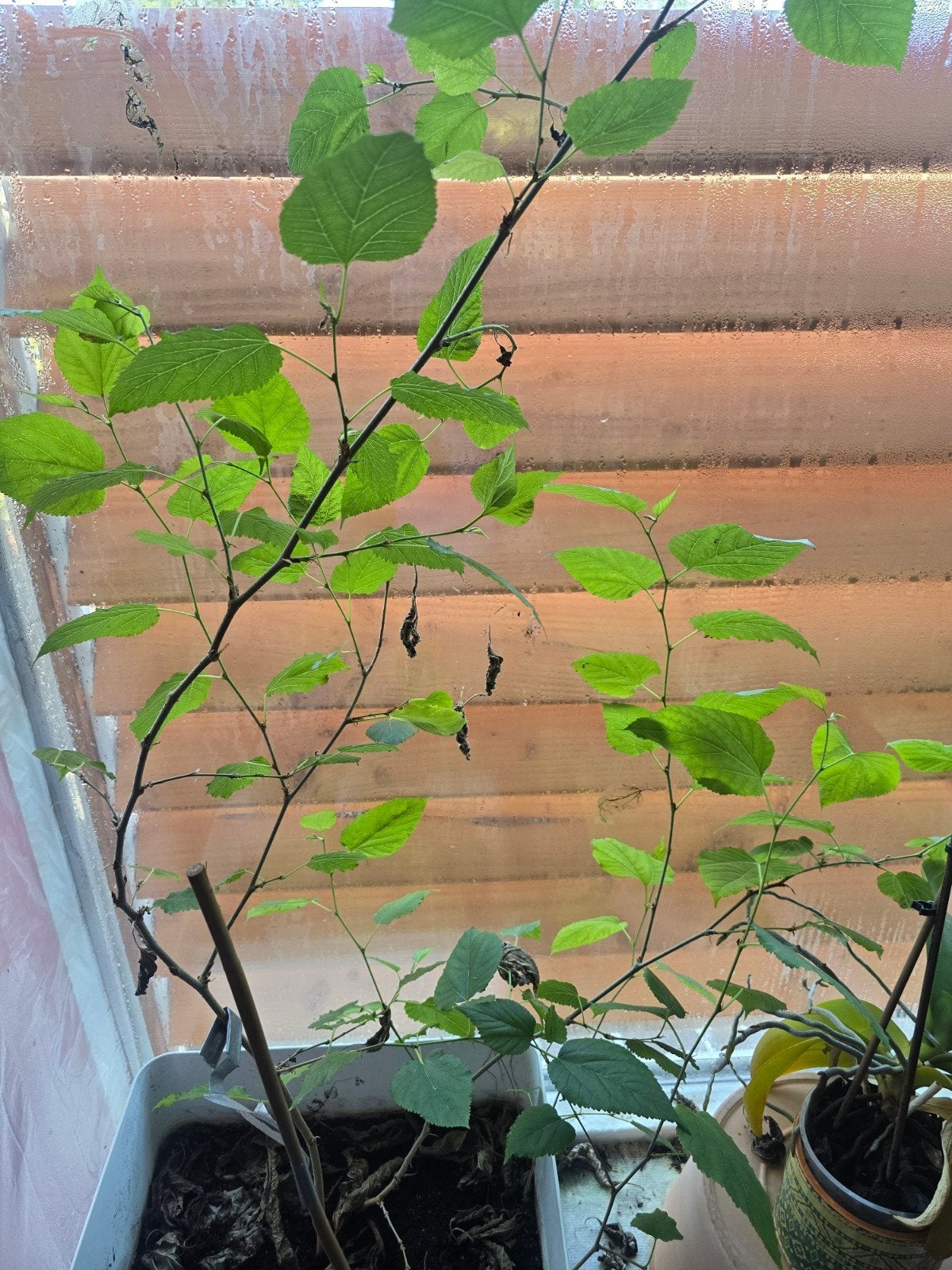 Moerbei stek, Tuin en Terras, Planten | Bomen, Ophalen, Volle zon, Overige soorten, Minder dan 100 cm