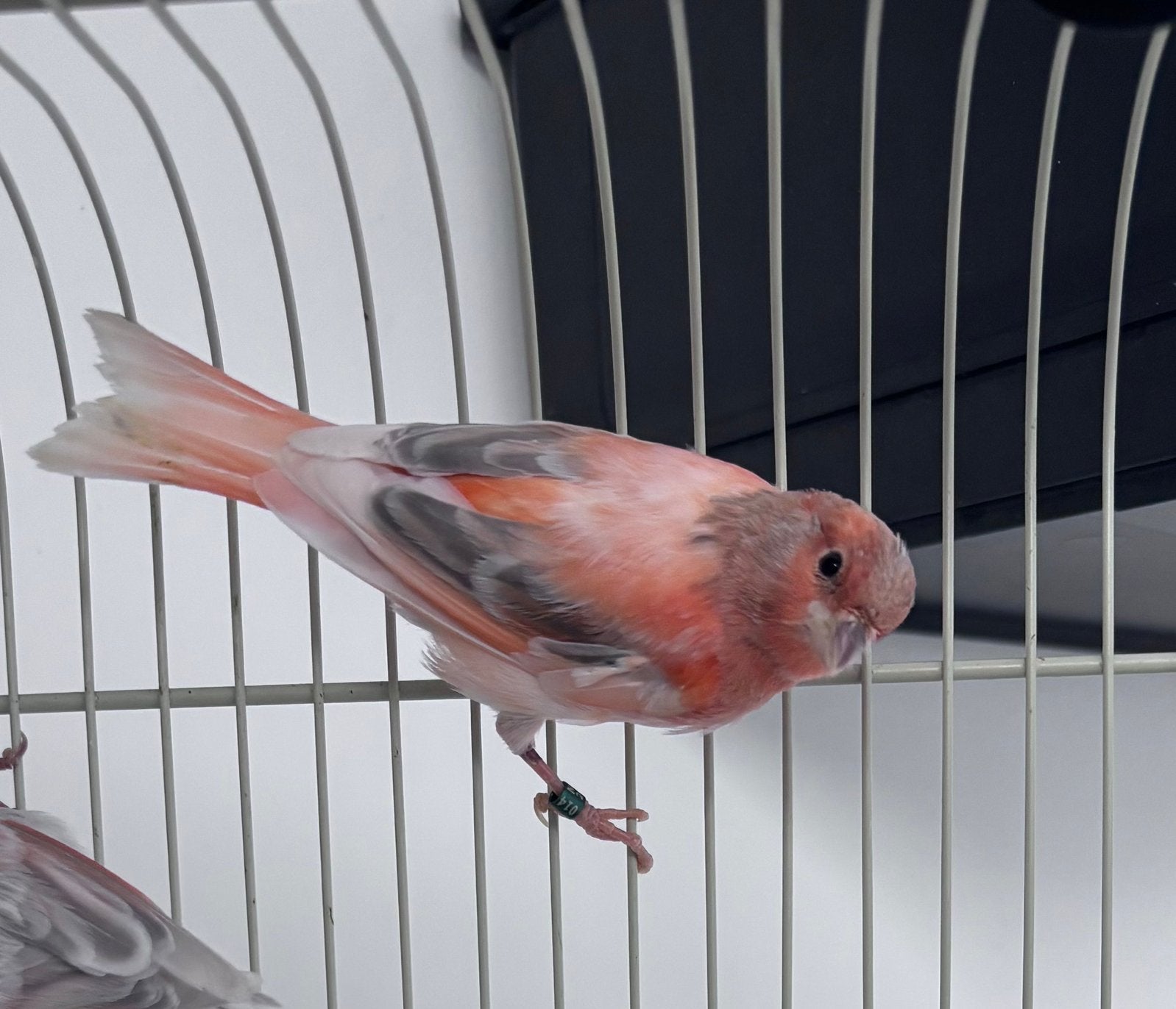 Rood agat mix mozaiek man, Dieren en Toebehoren, Vogels | Kanaries, Mannelijk, Kleurkanarie