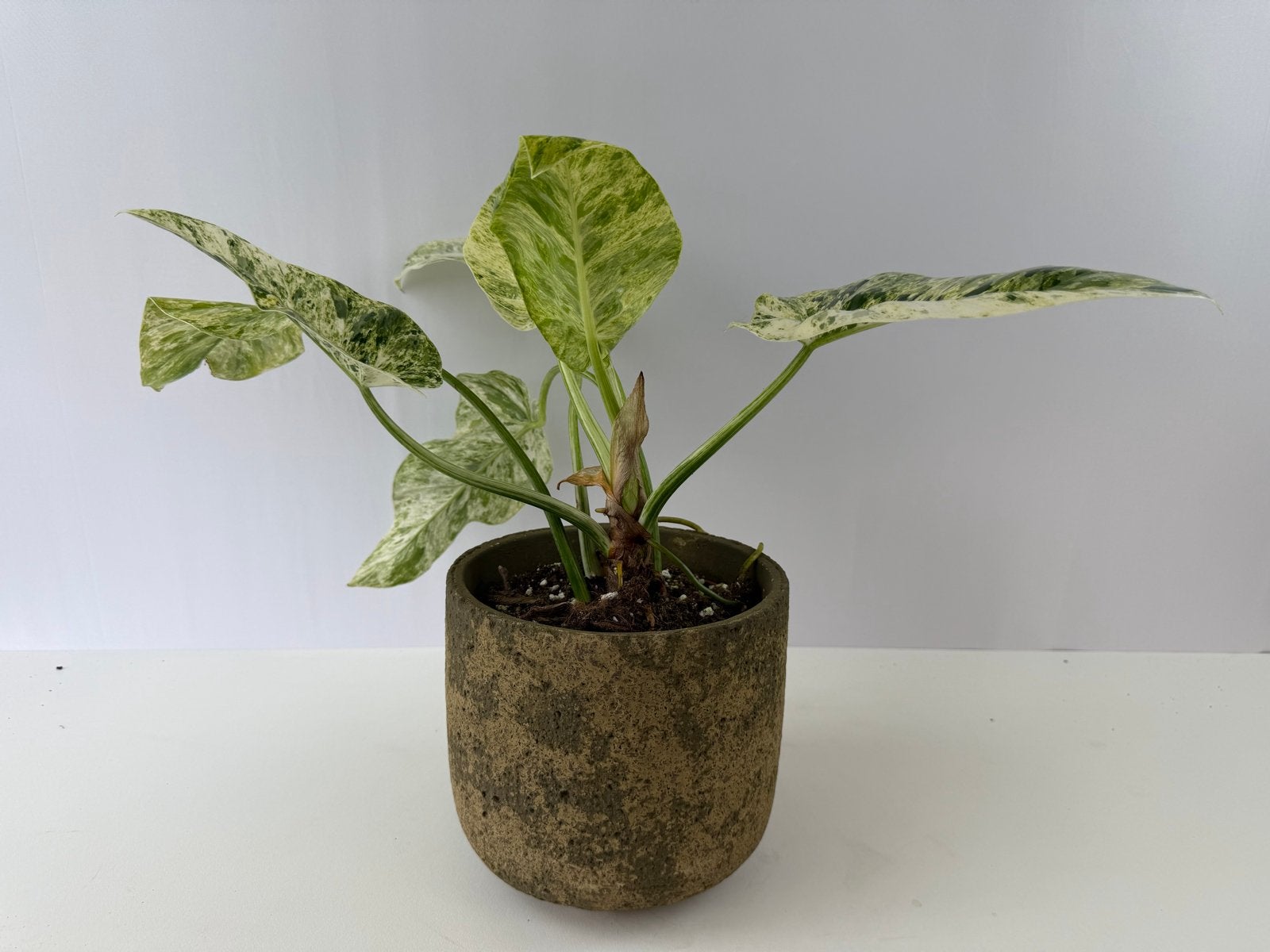 Philodendron Blizzard p15, Huis en Inrichting, Kamerplanten, Ophalen of Verzenden