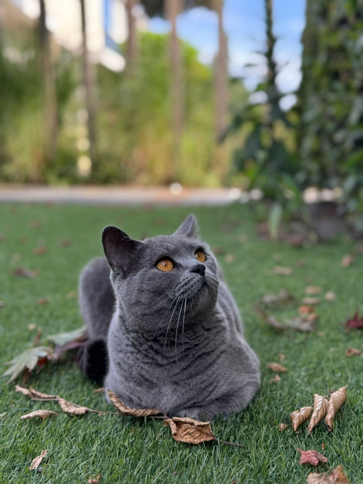 Prachtige grijze Britse Korthaar., Poes, Gechipt