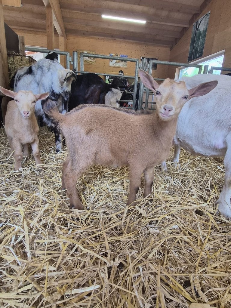 Kruising dwerg bokje, Mannelijk, Geit, 0 tot 2 jaar