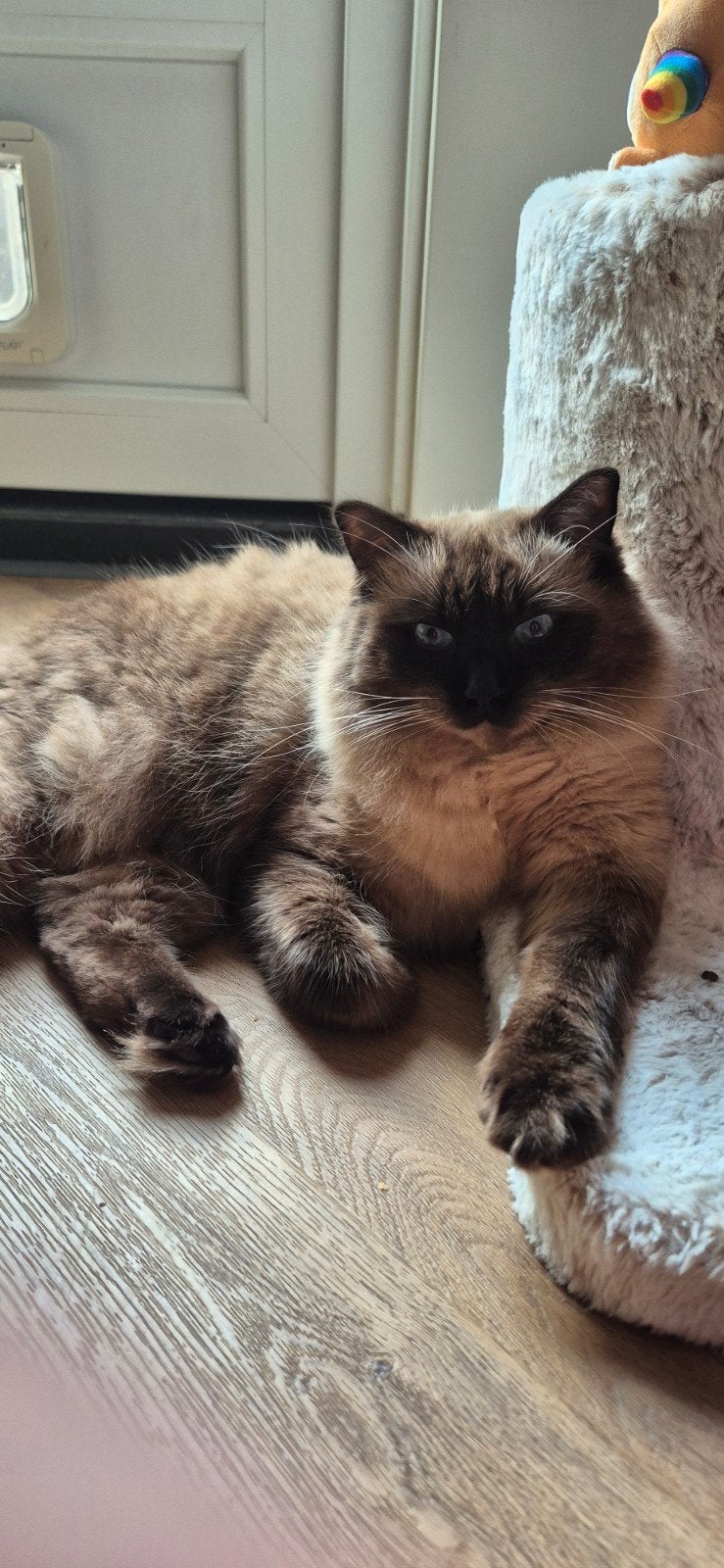 1.5 jarige ragdoll zoekt een nieuw huisje, Kater, Gechipt, 0 tot 2 jaar