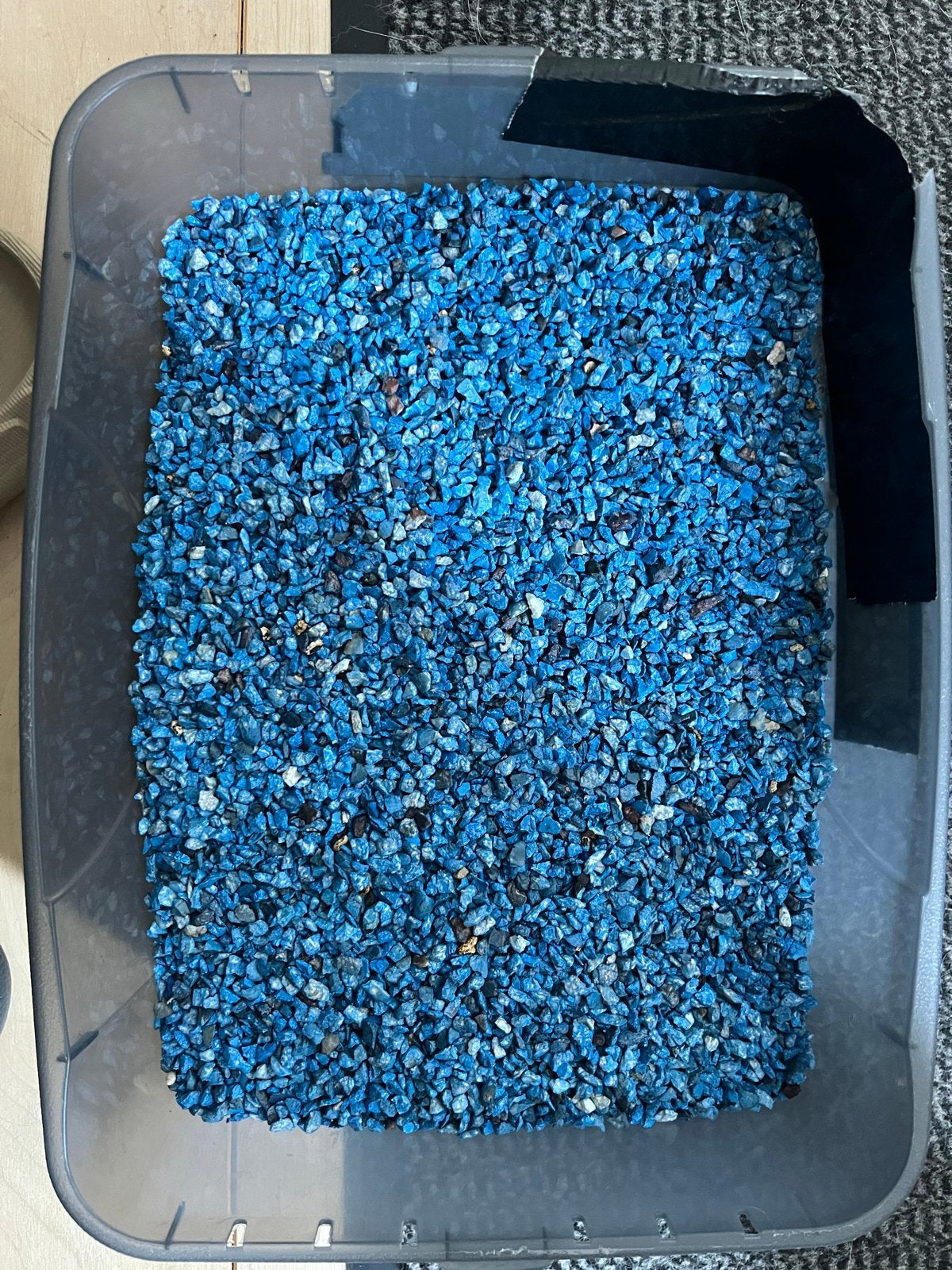 Gratis blauwe bodemsteentjes, Ophalen, Plant(en), Steen of Hout