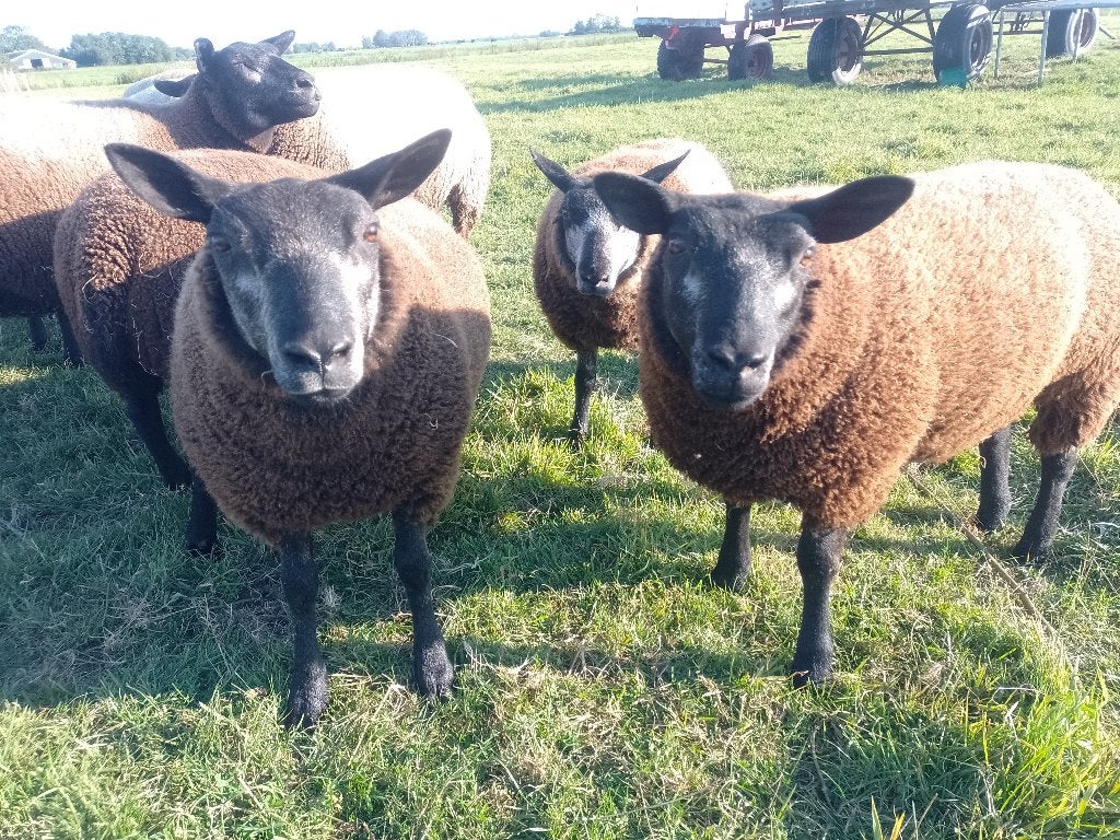 Blauwe texelaar lammeren, Dieren en Toebehoren, Schapen, Geiten en Varkens, Vrouwelijk, Schaap, 0 tot 2 jaar