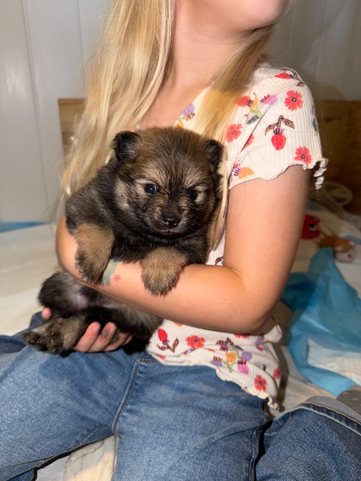 pomeriaan puppy nog 1 teefje, Overige rassen, 8 tot 15 weken, Meerdere, Meerdere dieren