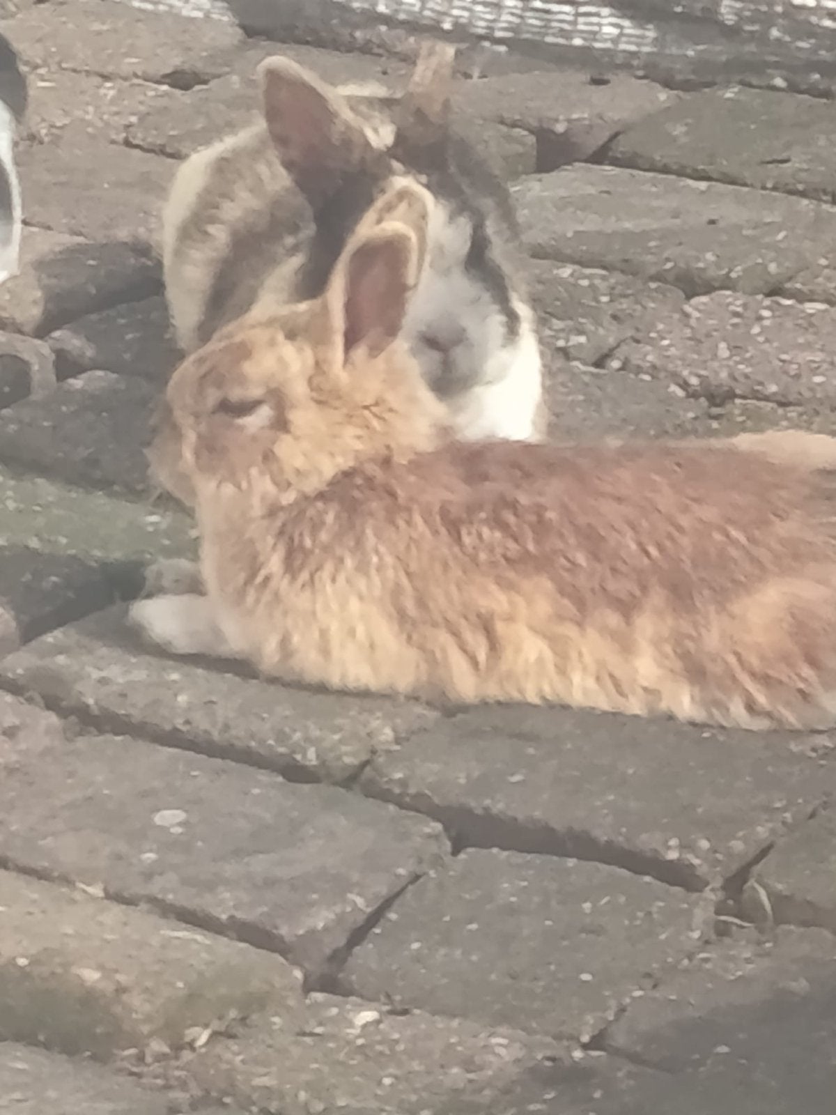 Twee konijnen gratis af te halen!, Vrouwelijk