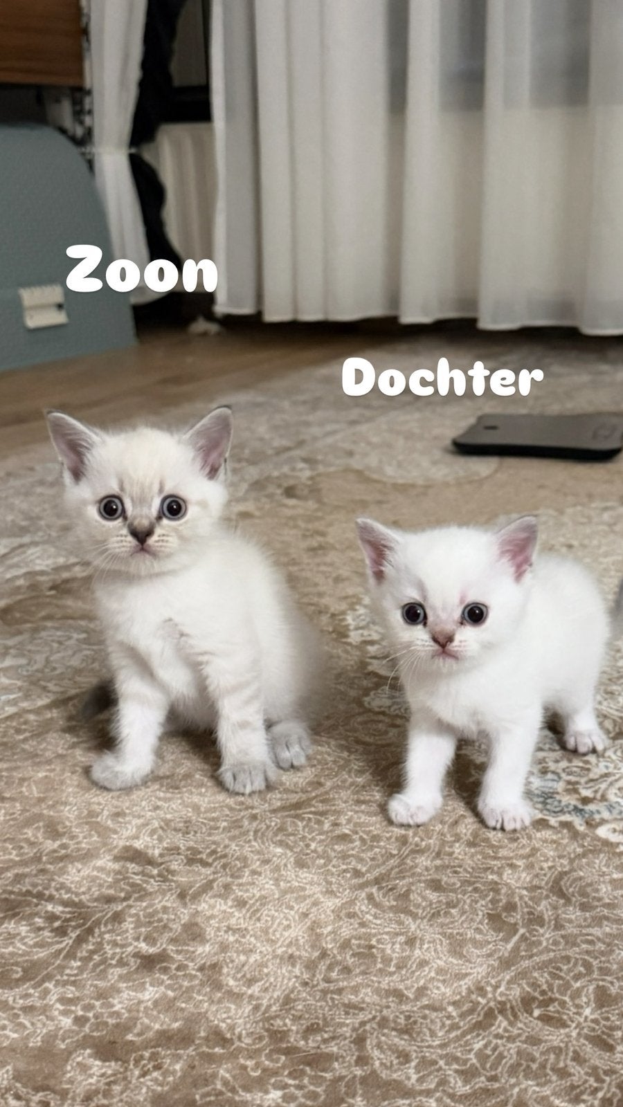 British Shorthair Colorpointü, Kater, 0 tot 2 jaar