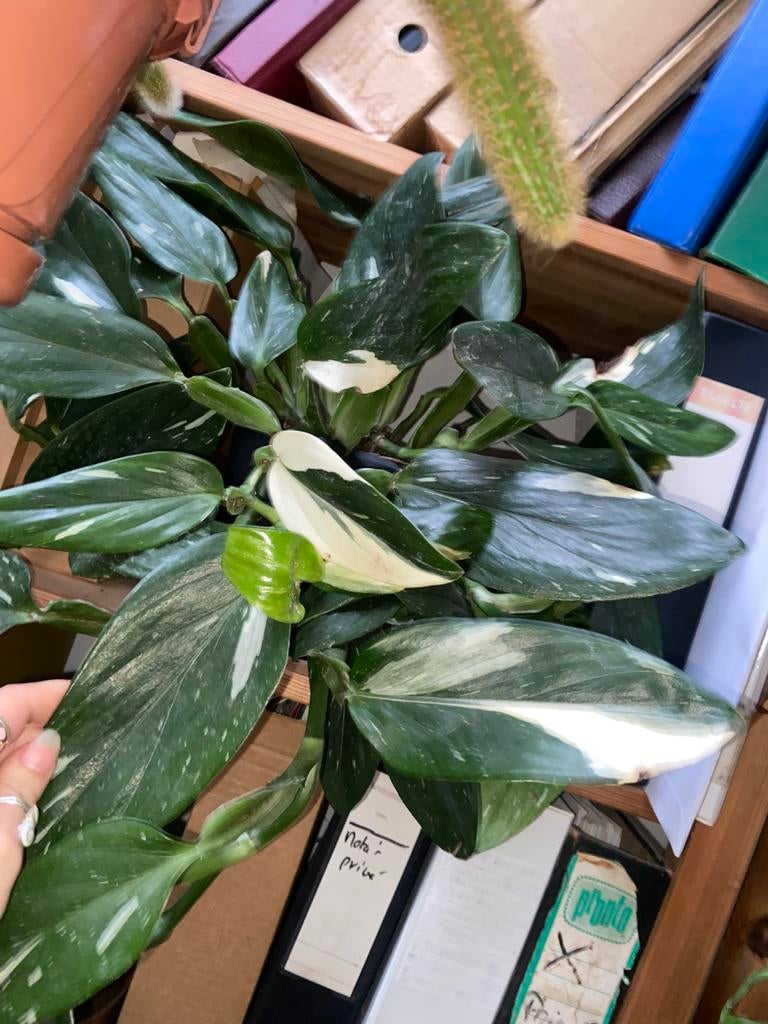 Monstera standleyana variegata hangplant bladstek, Huis en Inrichting, Kamerplanten, Ophalen of Verzenden, Halfschaduw, Minder dan 100 cm
