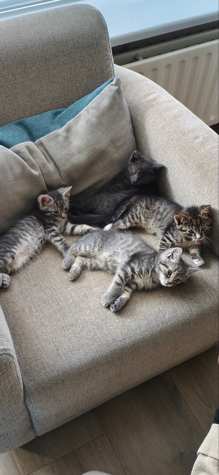 Super leuke kitten van 9 weken, heel speels en lief, Kater