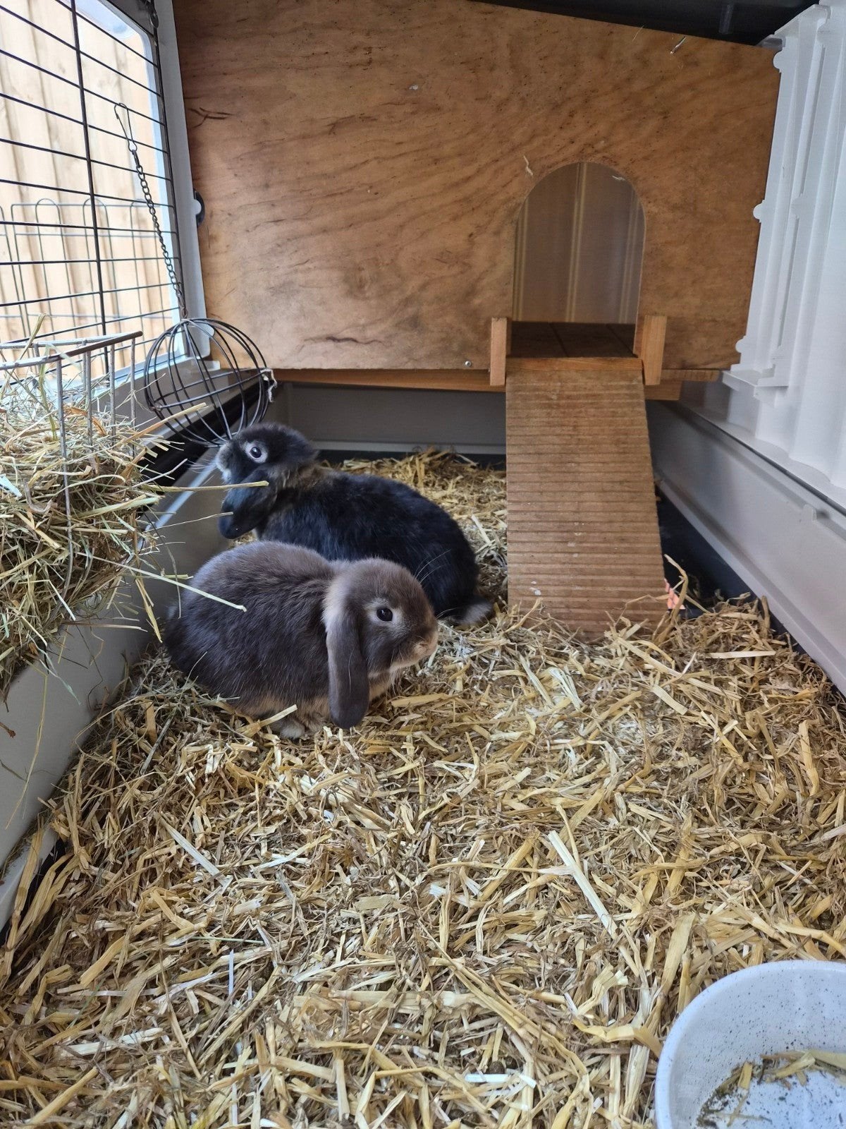 2 minilop dwergkonijntjes 3maandjes jong, Dieren en Toebehoren, Meerdere dieren, Dwerg