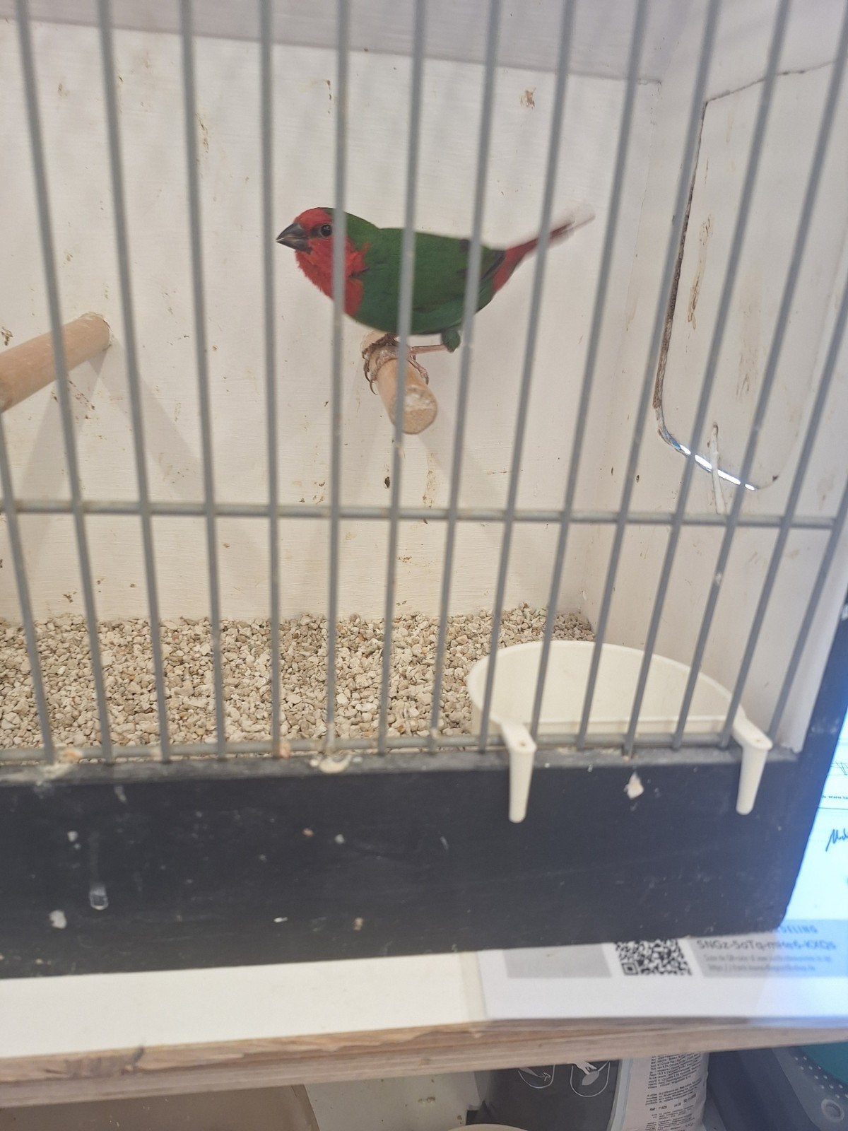 roodkop pap amd forbes binse, Dieren en Toebehoren, Vogels | Overige Vogels, Mannelijk