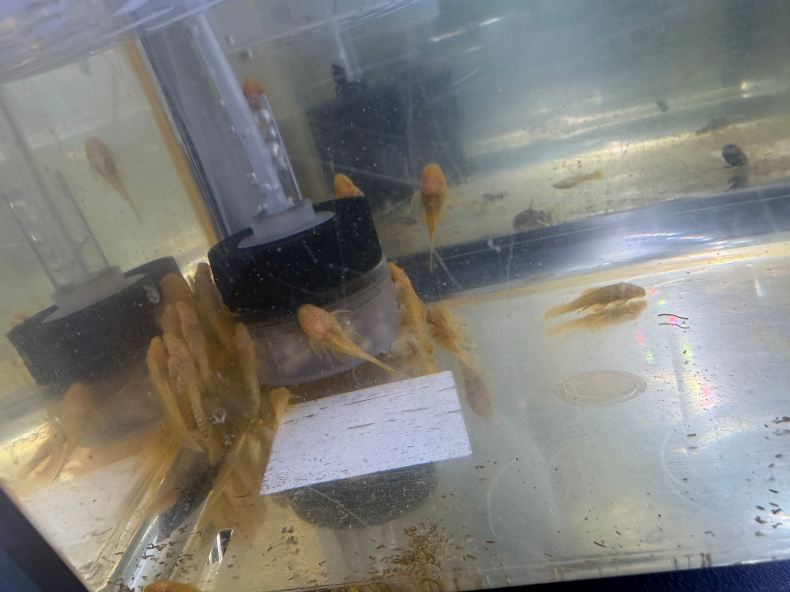 Albino Ancistrus/Algeneter, Vis