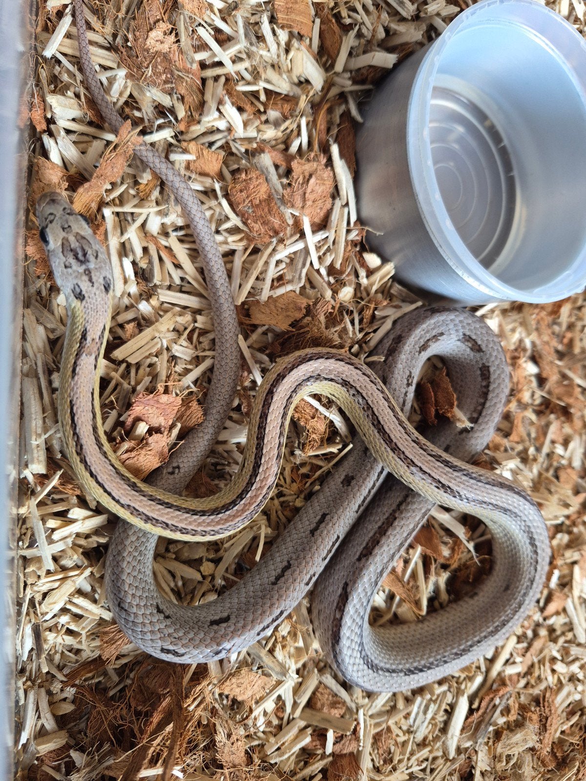 rattenslang anery striped het. sunkissed 2025 Rat Snake photo 8