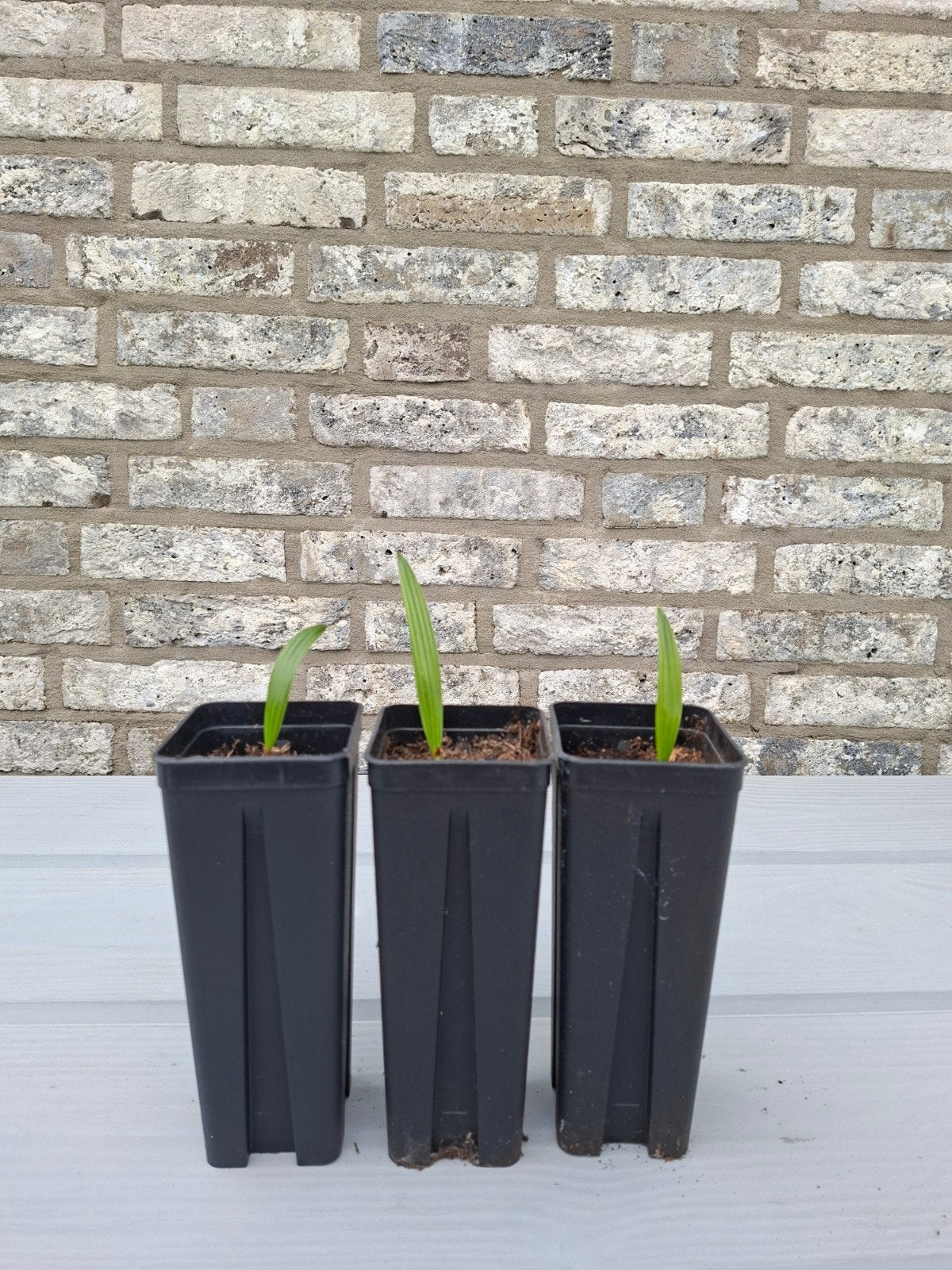 Zaailing palm winterhard trachycarpus, Volle zon, Vaste plant, Lente, Ophalen