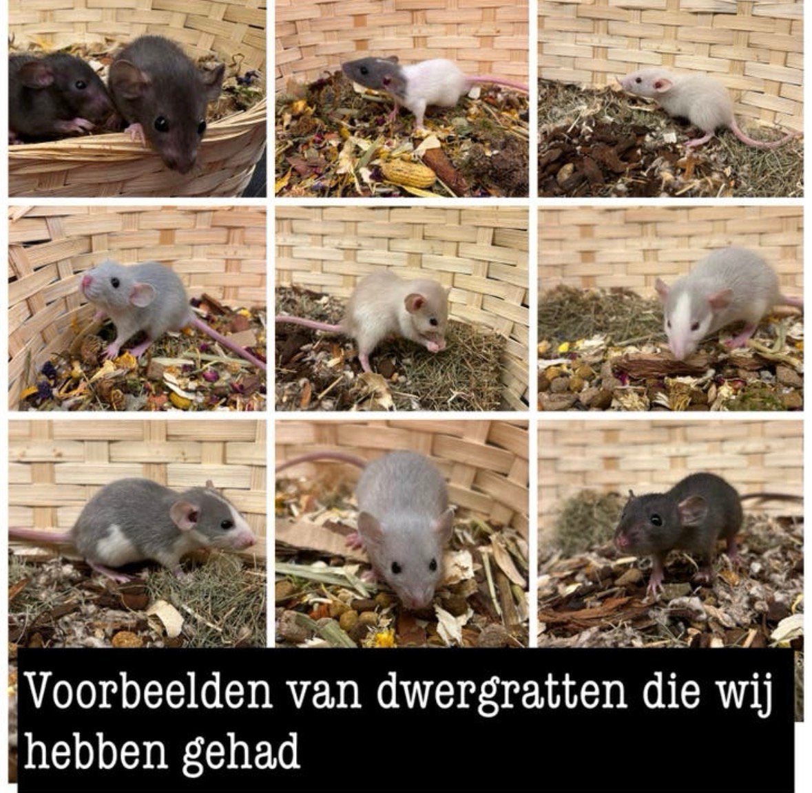 Jonge sociale tamme dwergratten (rechtstreeks van de fokker), Dieren en Toebehoren, Rat, Meerdere dieren, Tam, September