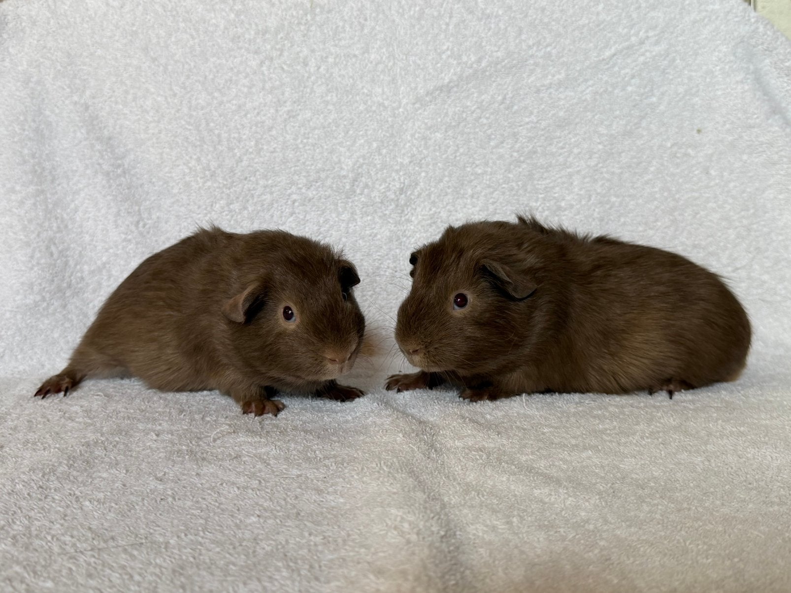 Twee lieve en mooie cavia broertjes, Mei, Mannelijk, Cavia