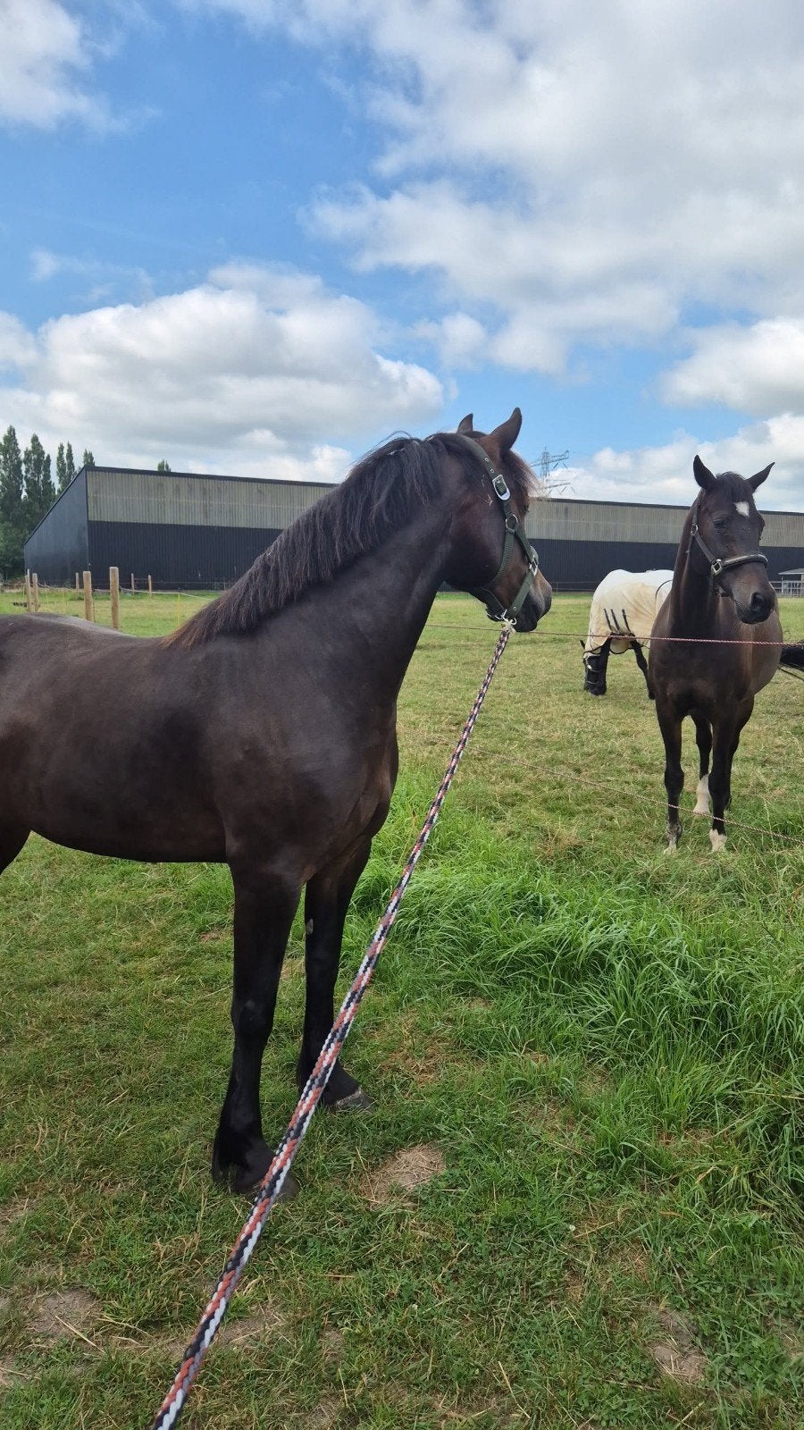 knappe Welsh cob te koop, Dieren en Toebehoren, Merrie, Minder dan 160 cm, B, 3 tot 6 jaar