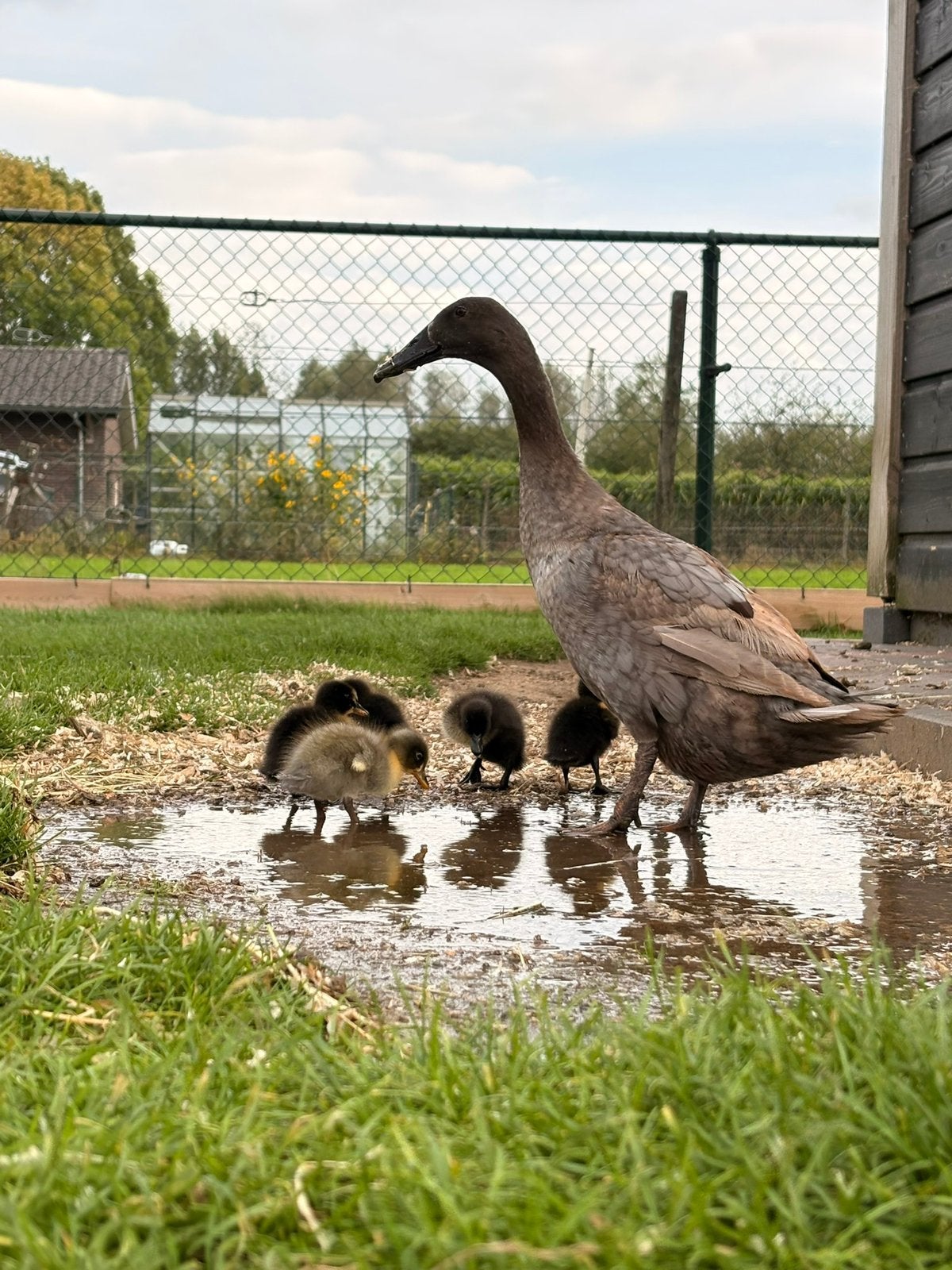 Jonge loopeenden te koop - 1 maand oud, Dieren en Toebehoren, Geslacht onbekend, Eend