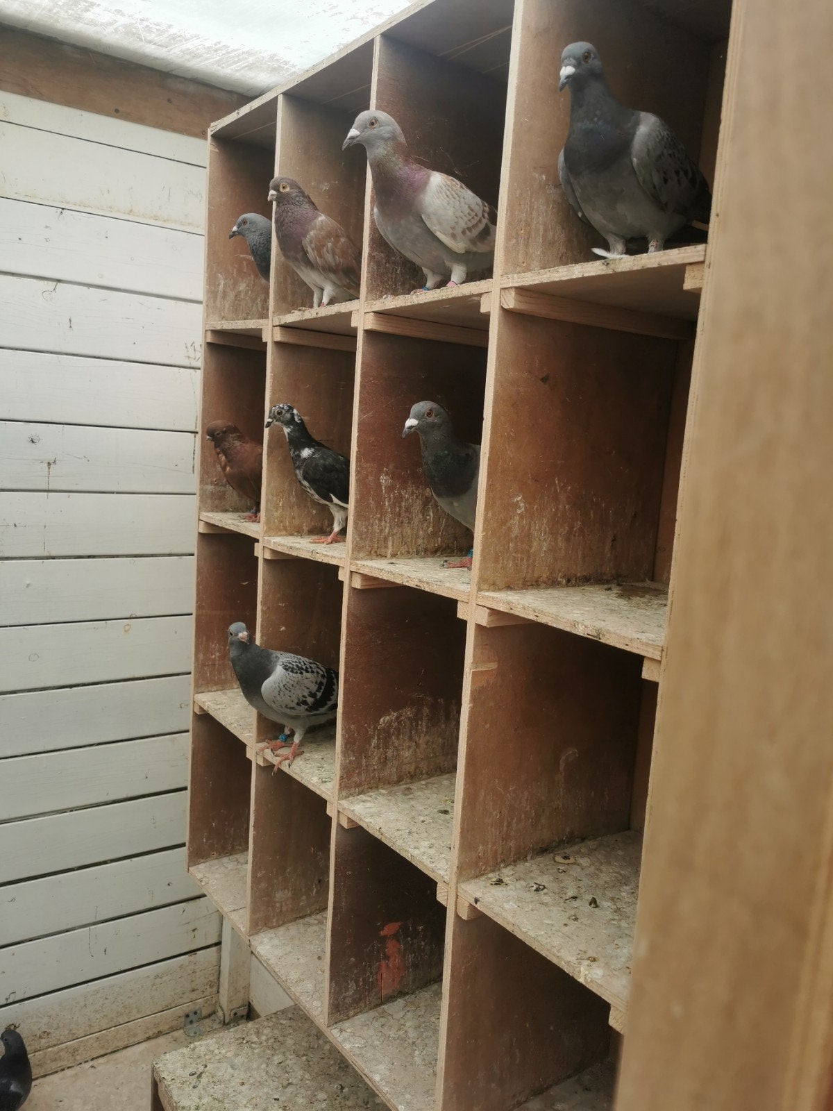 Duiven te koop, 5 oude koppels en jonge duiven en 3 figurita, Meerdere dieren, Overige soorten