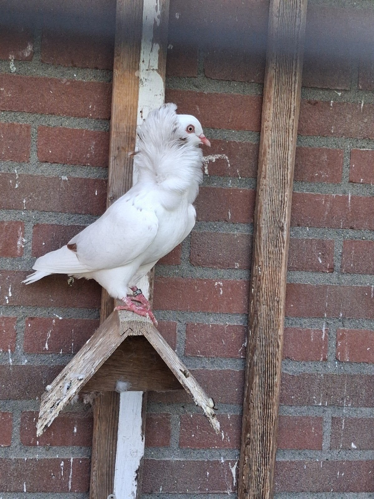 5 jonge oud Hollandse kapucijners, Meerdere dieren, Overige soorten