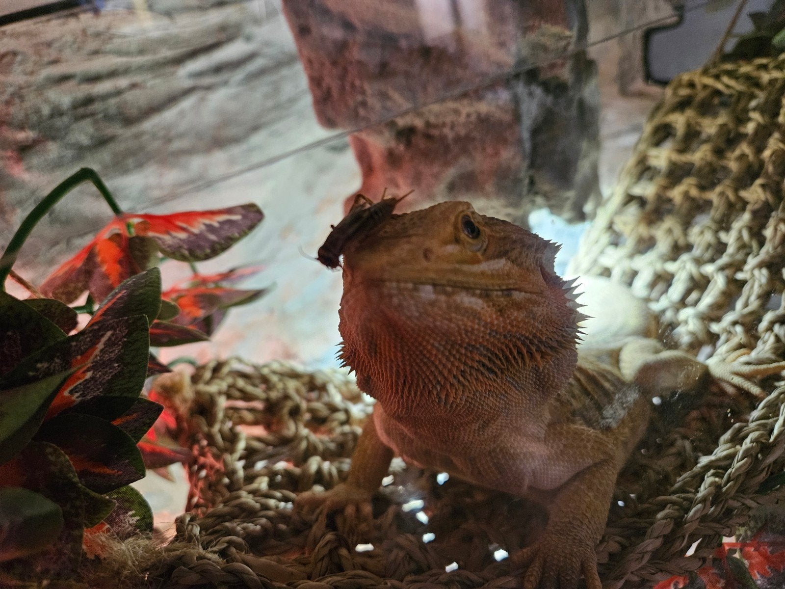 baardagaam inclusief terarium en toebehoren Bearded Dragon photo 3