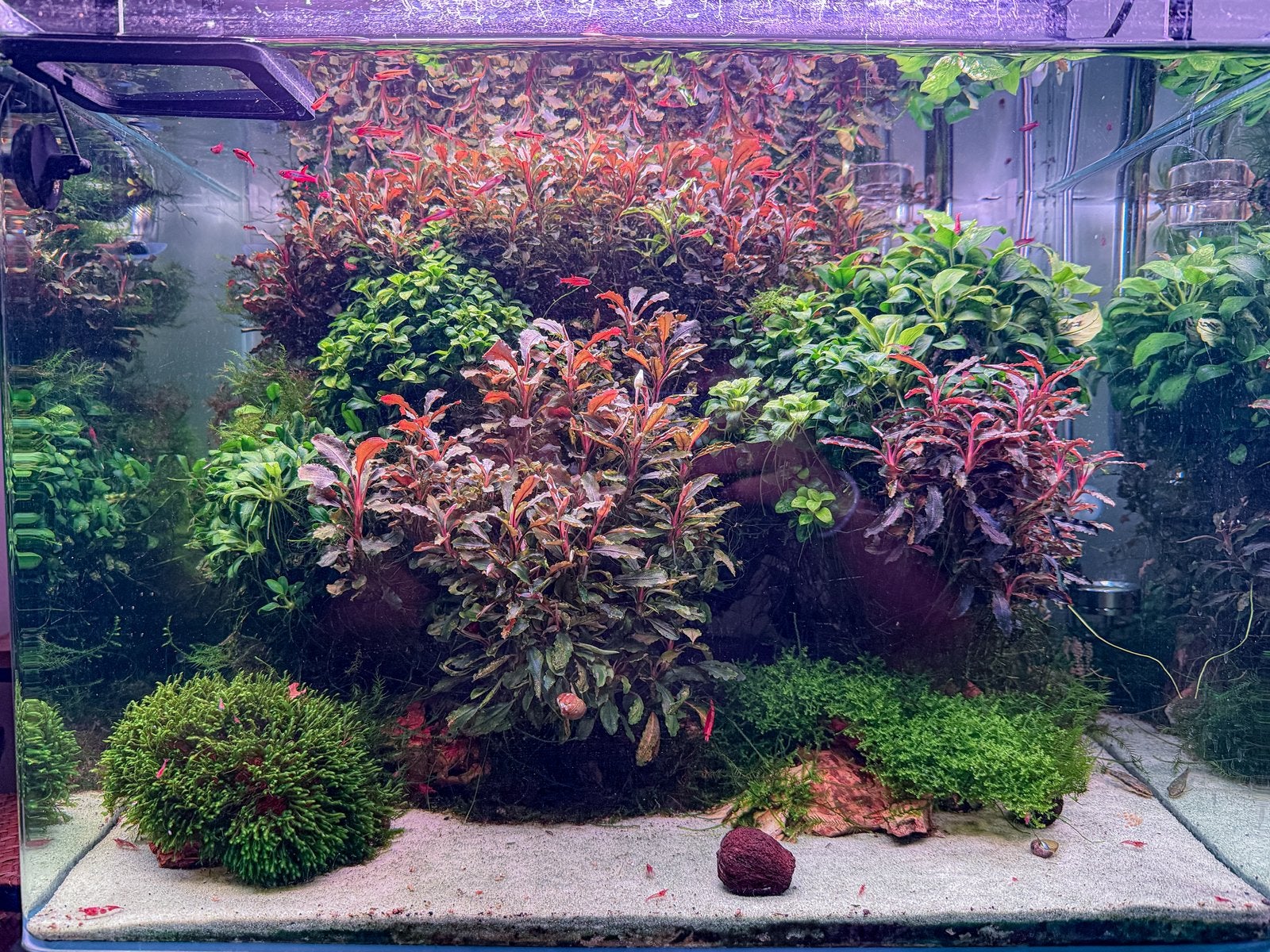 TE KOOP Bucephalandra stekjes - v.a. €2,50, Dieren en Toebehoren, Ophalen of Verzenden, Nieuw, Plant(en), Steen of Hout