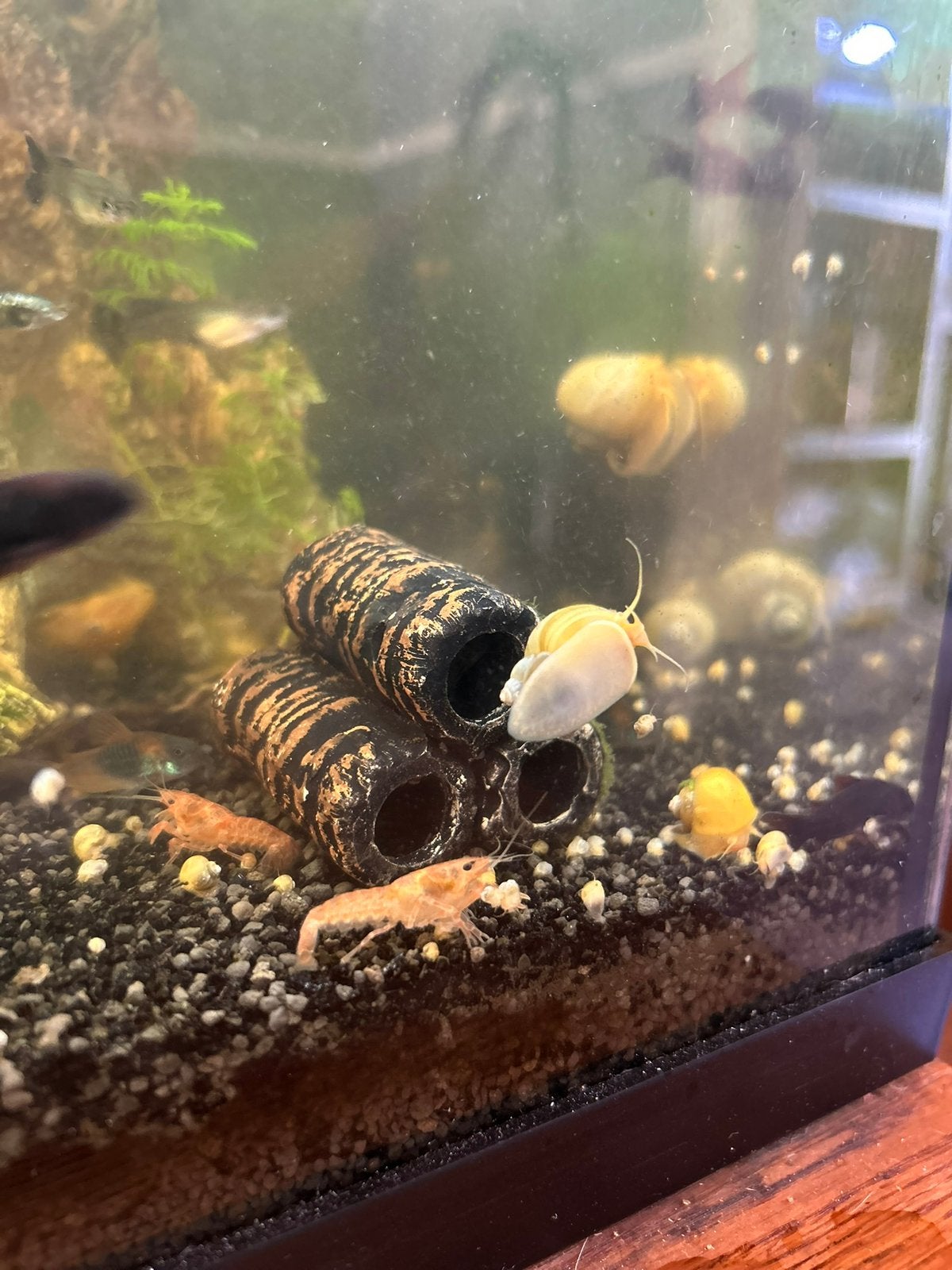 Cpo kreeften, Kreeft, Krab of Garnaal, Zoetwatervis