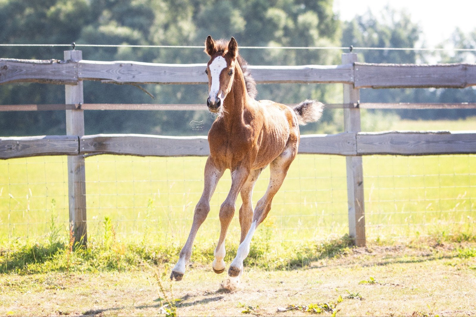 Veelbelovend merrieveulen van J-Nius V.V Z, Merrie, Springpaard, 0 tot 2 jaar