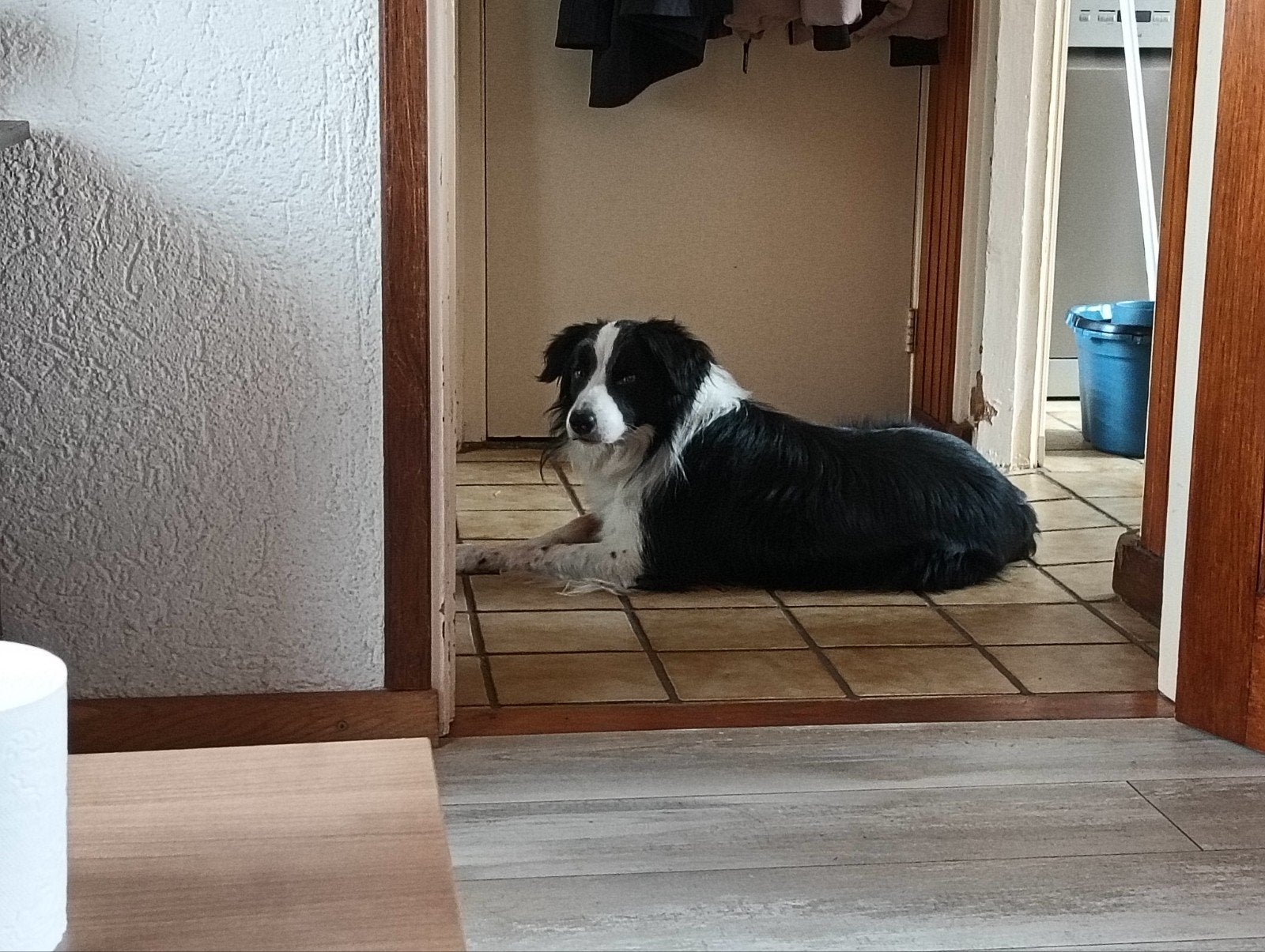 border collie dekreu , niet te koop, Reu, Eén hond, CDV (hondenziekte), 3 tot 5 jaar