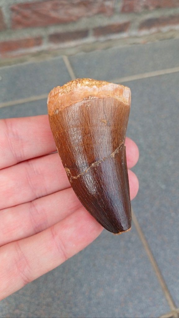 Gigantische Mosasaurus tand 6,5 cm dinosaurus fossiel, Verzamelen, Ophalen of Verzenden, Fossiel