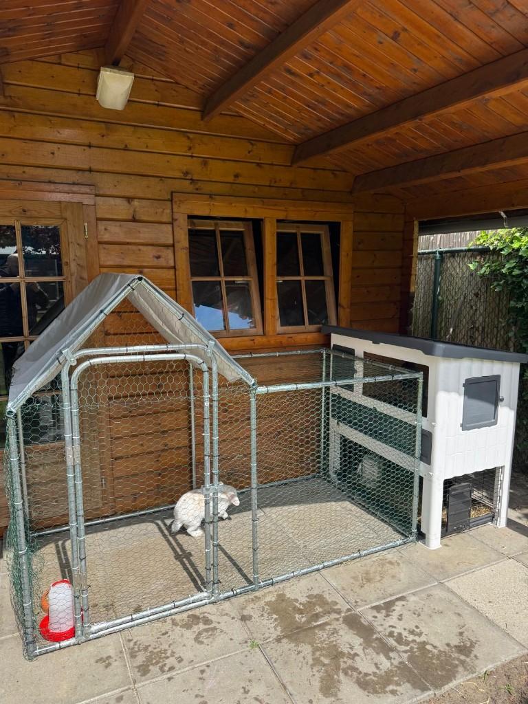 2 Overbeek hangoor dwergkonijnen met hok en konijnenren, Meerdere dieren, Dwerg, Hangoor, 0 tot 2 jaar