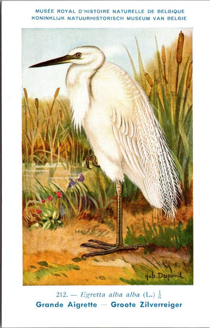 Groote Zilverreiger / Great Egret – Nº 212 – (KBIN / IRSNB), Ophalen of Verzenden, 1940 tot 1960, Ongelopen, Vogel