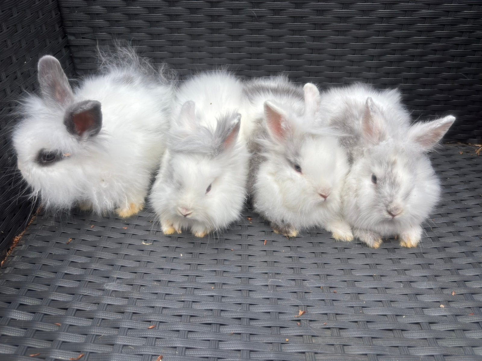 Leeuwenkoppen dwerg konijnen, Meerdere dieren, Dwerg, 0 tot 2 jaar