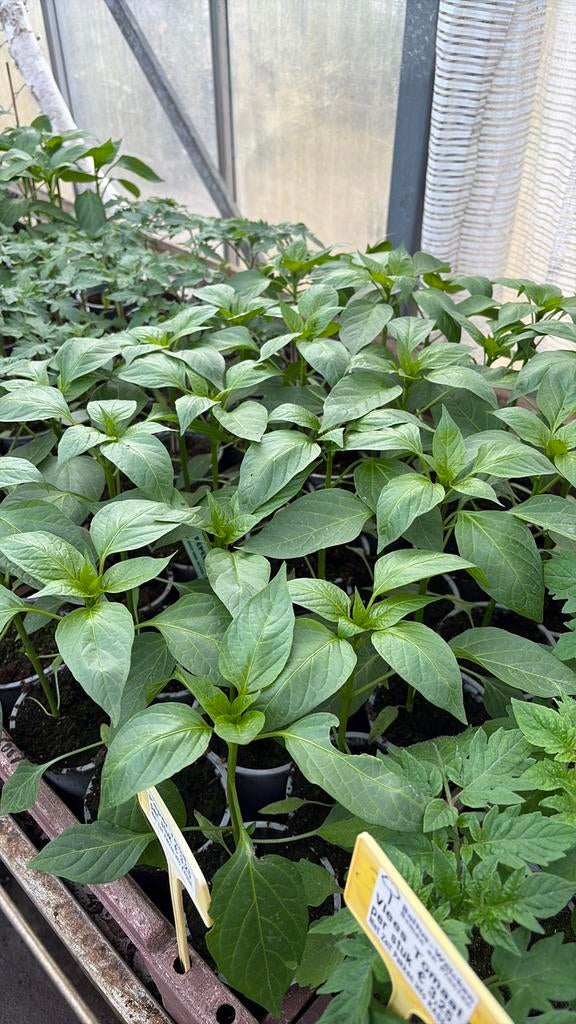 Kruidenplanten aardbeienplanten, Tuin en Terras, Planten | Tuinplanten, Ophalen, Eenjarig, Groenteplanten, Volle zon