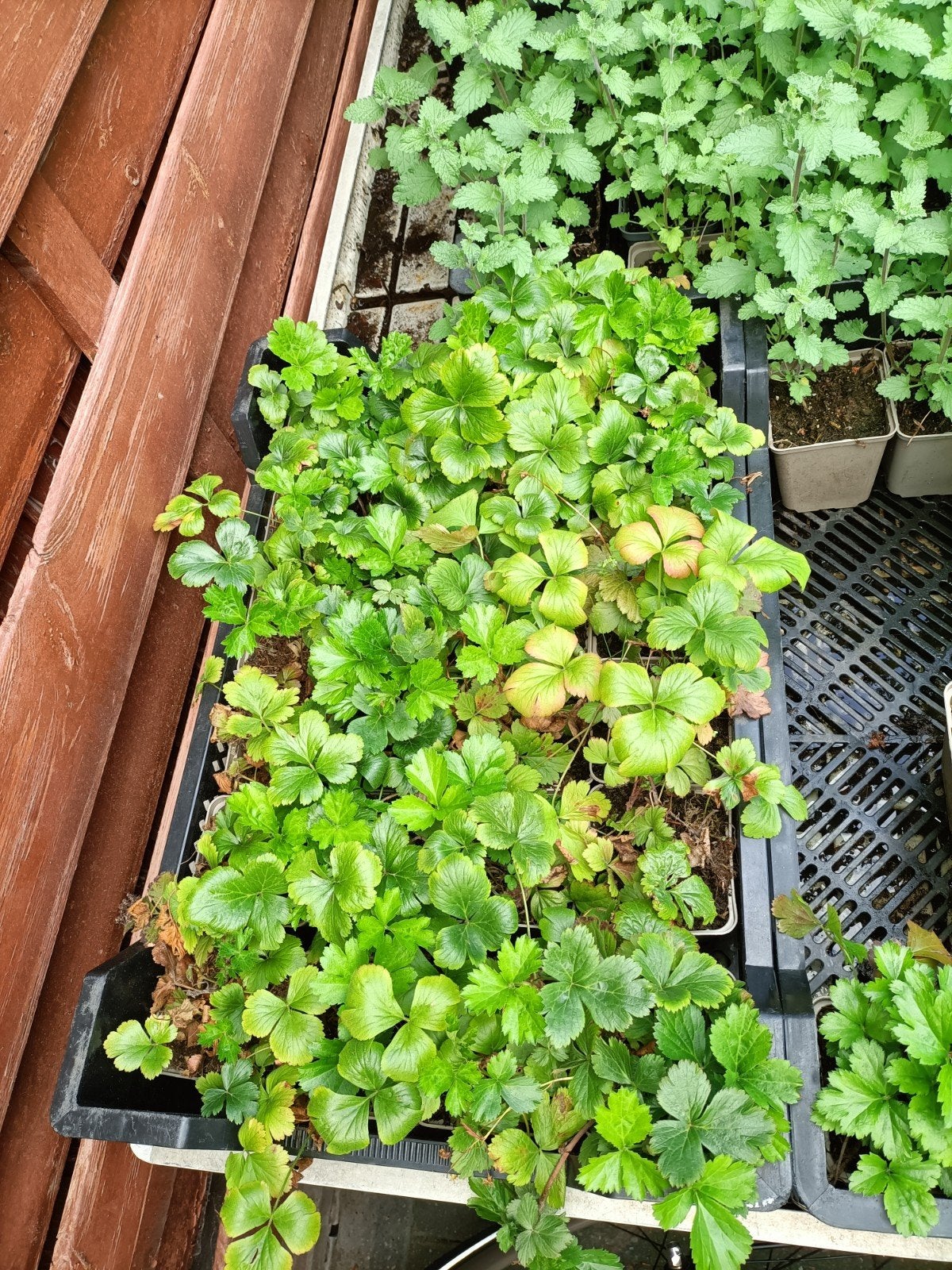 Waldsteinia Ternata (bodembedekker, 10st voor €10,00), Ophalen of Verzenden, Vaste plant, Bodembedekkers, Halfschaduw
