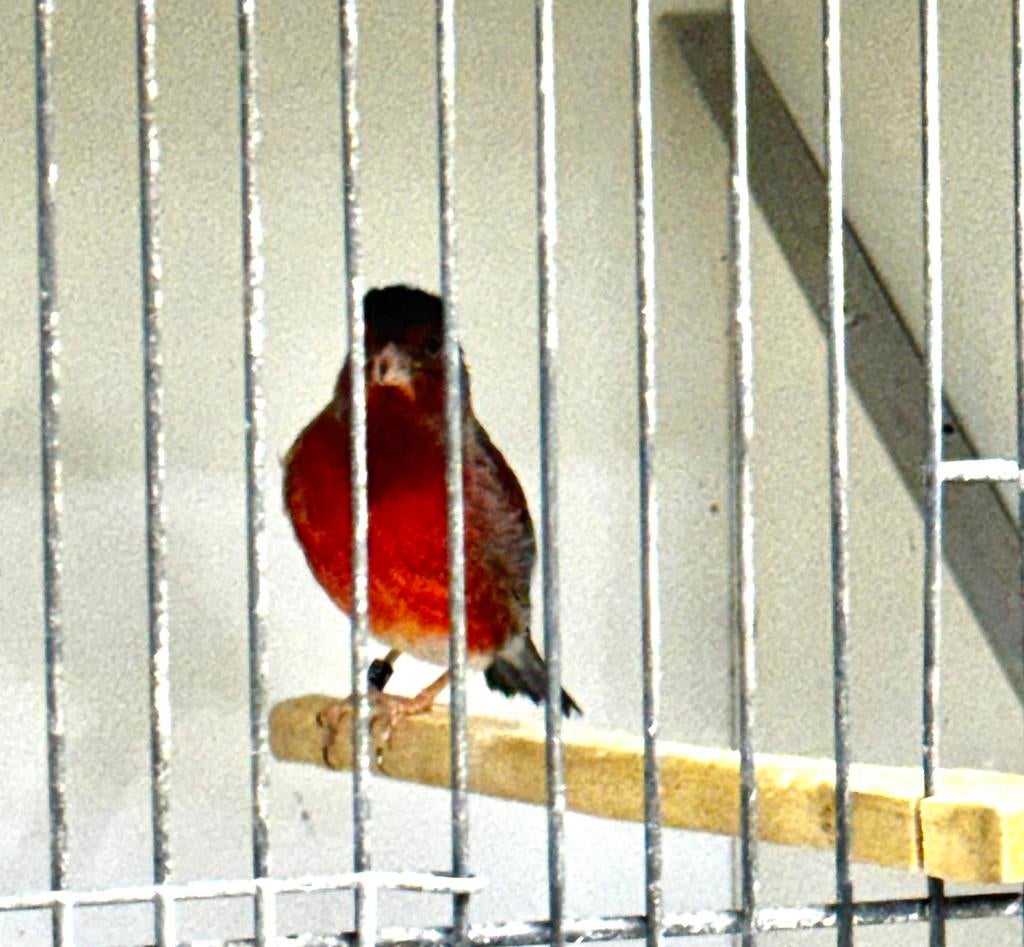 Te Koop F1 (Kapoetsijs x Kanarie) 2025, Dieren en Toebehoren, Vogels | Overige Vogels, Mannelijk, Wildzangvogel, Geringd