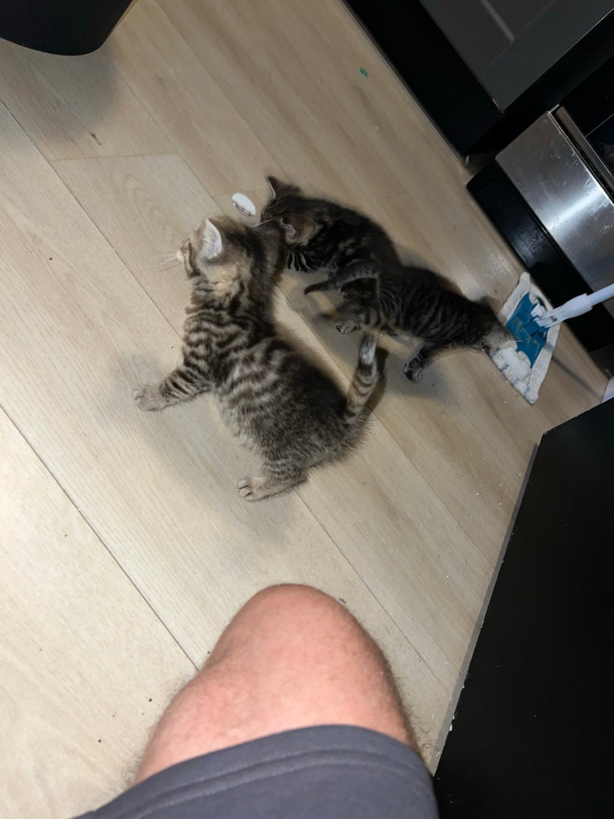 Kittens