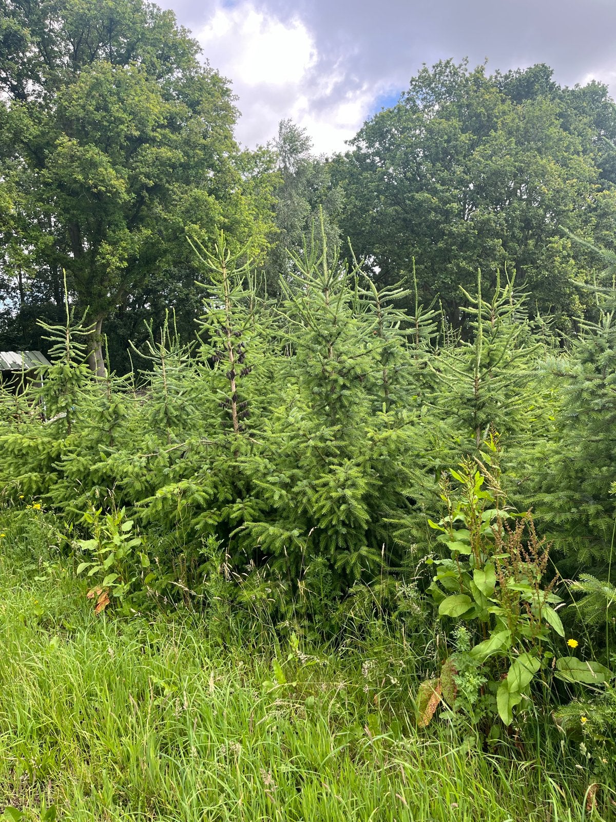 Kerstbomen, Ophalen, Nieuw