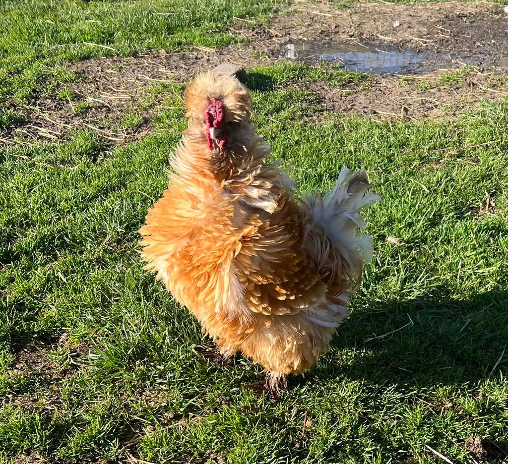 Gratis: Goed huis gezocht voor krulveer haantje, Dieren en Toebehoren, Pluimvee, Mannelijk, Kip