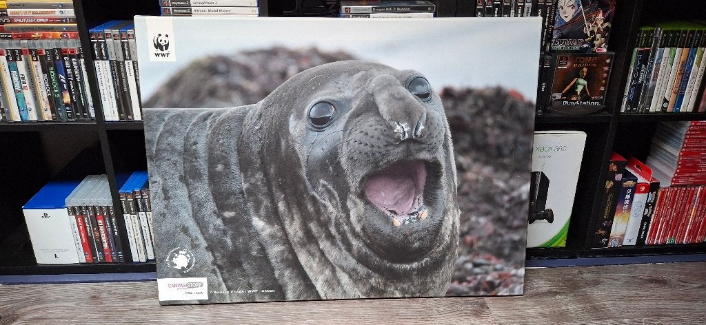 Canvasprint met foto van Zeeolifant, Ophalen of Verzenden, Gebruikt, 75 tot 100 cm, Foto of Poster