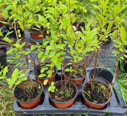 Spiraea salicifolia, donker roze, 50 cm, in pot, Ophalen, Overige soorten, Struik, Minder dan 100 cm